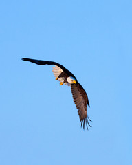 Bald Eagle in Flight with Blue Sky. Alaska