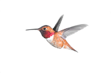 Rufous Hummingbird - Male.hite Background
