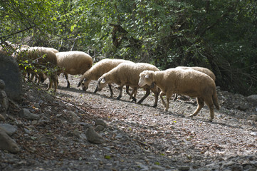 Obraz premium Number of sheep at watering near the river