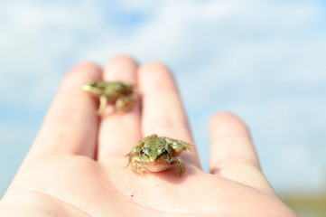frog