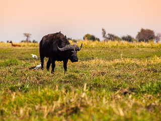 Big black buffalo