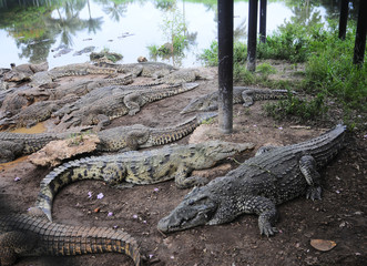 Cuban crocodile farm