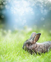 Sweet Easter bunny in the spring meadow