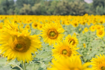 Obraz premium sunflower