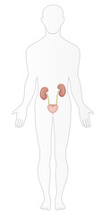 The Urinary System in Situ