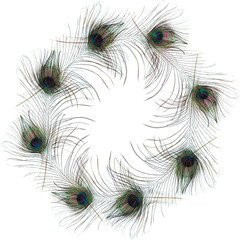 Obraz premium peacock feather frame isolated