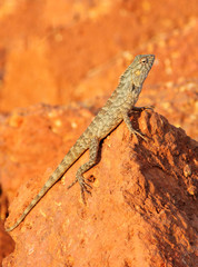 mottled lizard sitting on rocks and basking in the sun