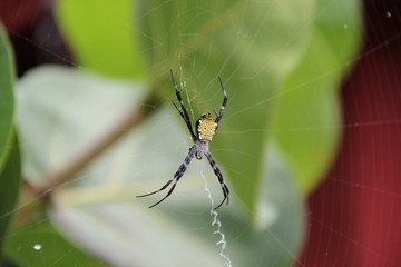Hawaiianische Gartenspinne im Dschungel von Maui (Hawaii, USA)