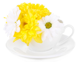 Fototapeta na wymiar Beautiful chrysanthemum flowers in cup isolated on white