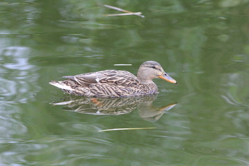 Canard dans une marre
