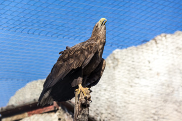 Wedge Tailed Eagle sitting in a cage