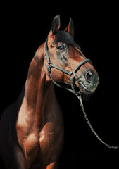 portrait of beautiful sportive  stallion at black background