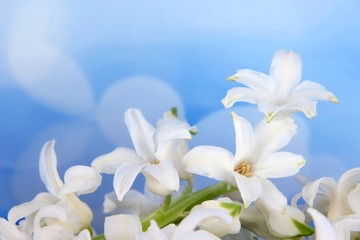 Obraz premium White hyacinth on bright background