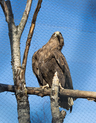 Wedge Tailed Eagle sitting on a tree