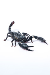 Asian Forest Scorpion - Heterometrus spinifer