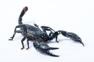 Asian Forest Scorpion - Heterometrus spinifer
