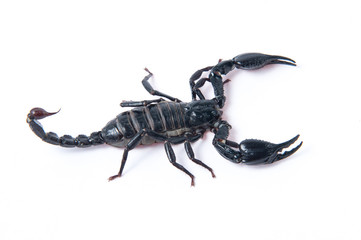 Asian Forest Scorpion - Heterometrus spinifer