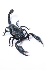 Asian Forest Scorpion - Heterometrus spinifer