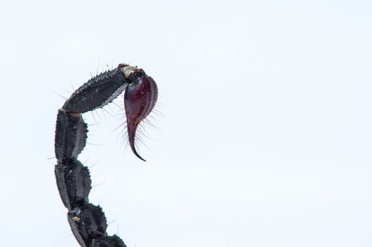 Asian Forest Scorpion - Heterometrus spinifer