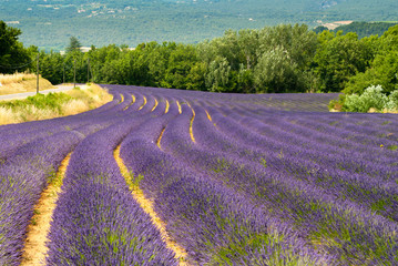 Plakat Lavender fields