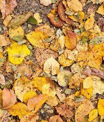 Autumn leaf background