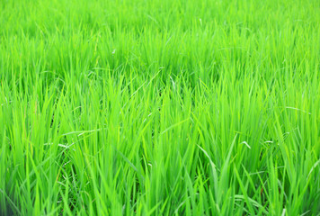 rice paddy 