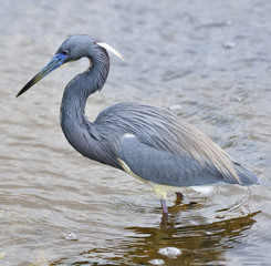 Tricolored Heron