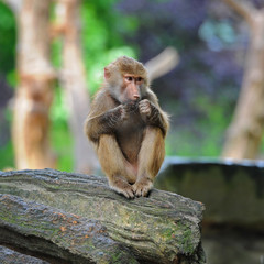 Young monkey sitting on tree trunk