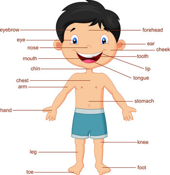 Illustration of vocabulary part of body