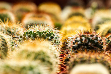 Cactus for sale