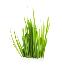 Fresh green grass isolated on white