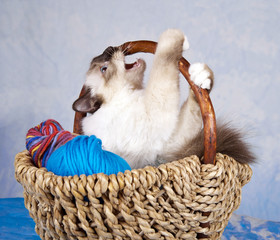Katze im Wollkorb