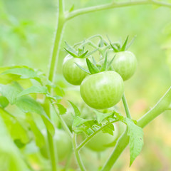 Green tomatoes