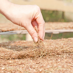 Woman holding loose shredded tobacco.