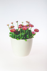 Daisies in a pot
