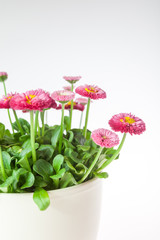 Daisies in a pot