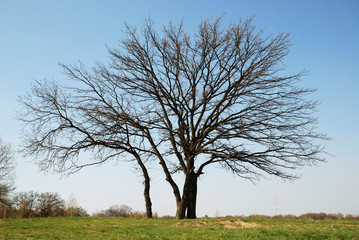 Bare tree in early spring.