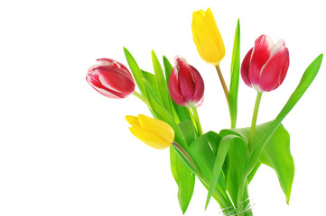 Tulips on white