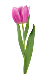 single pink tulip isolated on white