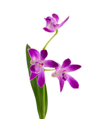 purple orchid isolated on white background