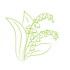 sketch of a flower lily of the valley © moremari