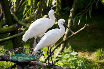 Fototapeta premium Eurasian spoonbill