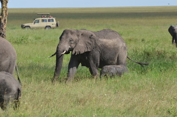 Naklejka na ściany i meble touristes au milieu des éléphants