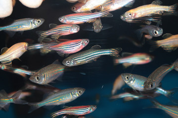 Naklejka premium Zebrafish (Danio rerio) and Malabar danio aquarium fishes