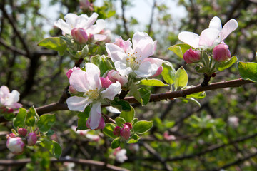 Apple blossom