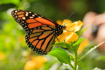 Obraz na płótnie Canvas Close up Butterfly on yellow flower.