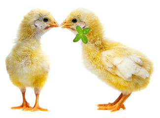 cute chickens - love