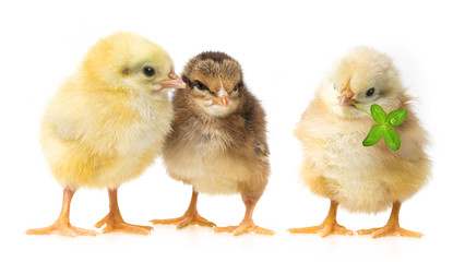 three chickens isolated on a white background