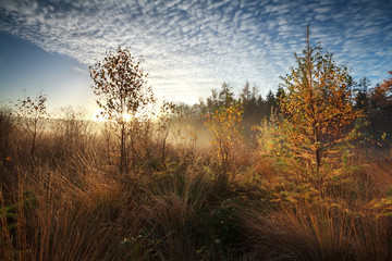 Obraz na płótnie Canvas gold morning sunshine over misty marsh with trees