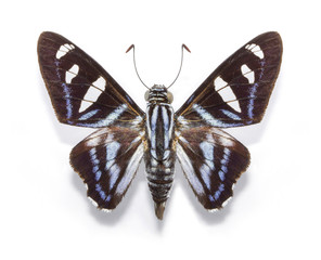 Butterfly Elbella sp.